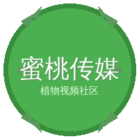 蜜桃传媒